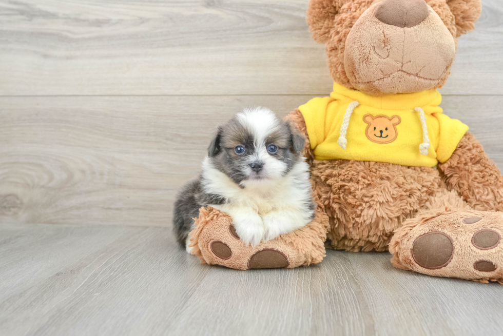 Shih Pom Pup Being Cute