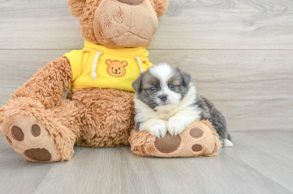 7 week old Shih Pom Puppy For Sale - Pilesgrove Pups