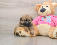 6 week old Shih Pom Puppy For Sale - Pilesgrove Pups