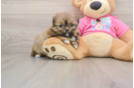 Shih Pom Pup Being Cute