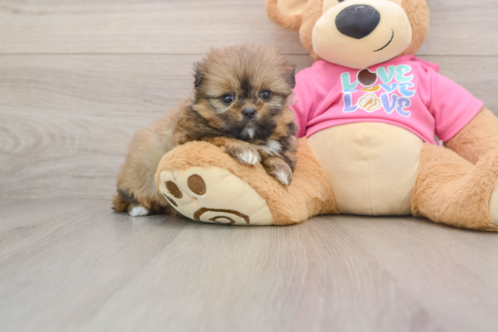 Shih Pom Pup Being Cute