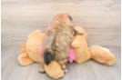 Hypoallergenic Pom Tzu Designer Puppy