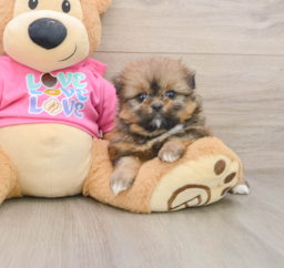 7 week old Shih Pom Puppy For Sale - Pilesgrove Pups