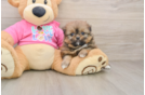 Happy Shih Pom Baby