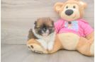 Shih Pom Pup Being Cute