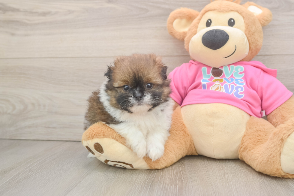 Shih Pom Pup Being Cute