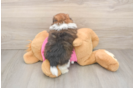 Best Shih Pom Baby