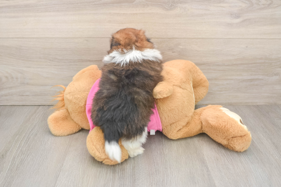 Best Shih Pom Baby