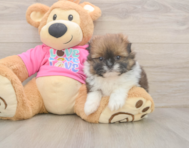 5 week old Shih Pom Puppy For Sale - Pilesgrove Pups