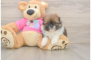 Shih Pom Pup Being Cute