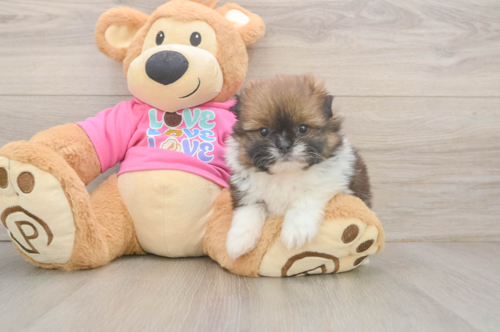 5 week old Shih Pom Puppy For Sale - Pilesgrove Pups