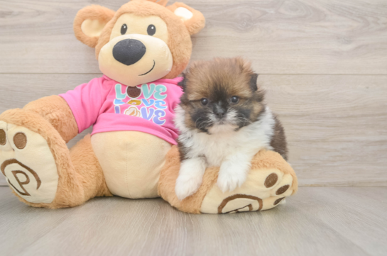 Shih Pom Pup Being Cute