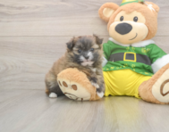 5 week old Shih Pom Puppy For Sale - Pilesgrove Pups