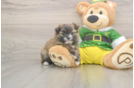 Fluffy Shih Pom Designer Pup