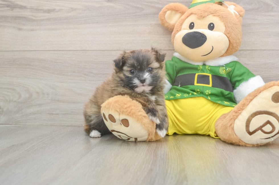 5 week old Shih Pom Puppy For Sale - Pilesgrove Pups