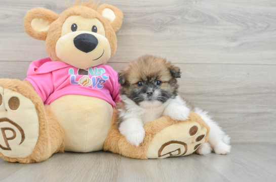 Funny Shih Pom Designer Pup