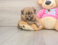 5 week old Shih Pom Puppy For Sale - Pilesgrove Pups