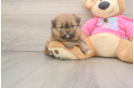 Shih Pom Pup Being Cute