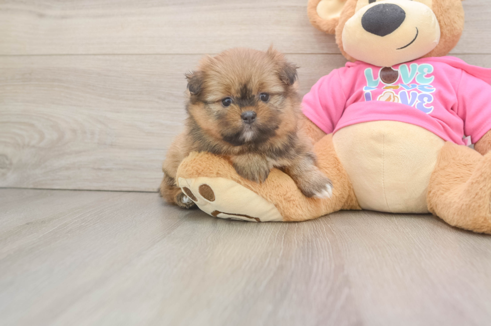 5 week old Shih Pom Puppy For Sale - Pilesgrove Pups