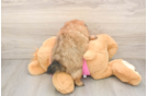 Petite Shih Pom Designer Pup