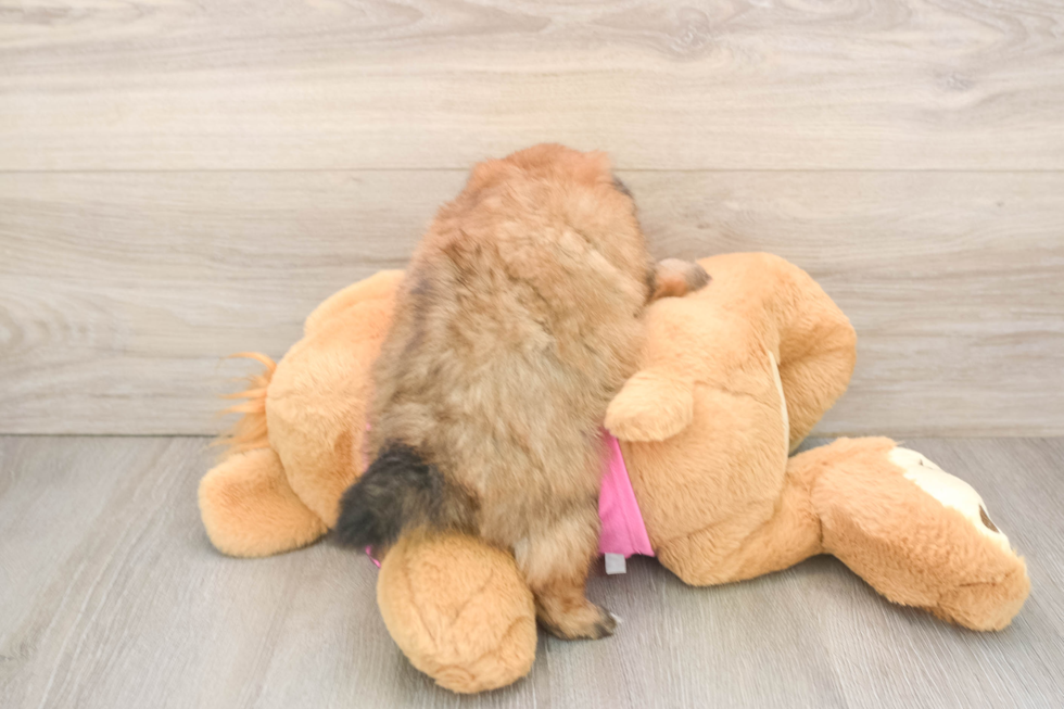 Petite Shih Pom Designer Pup