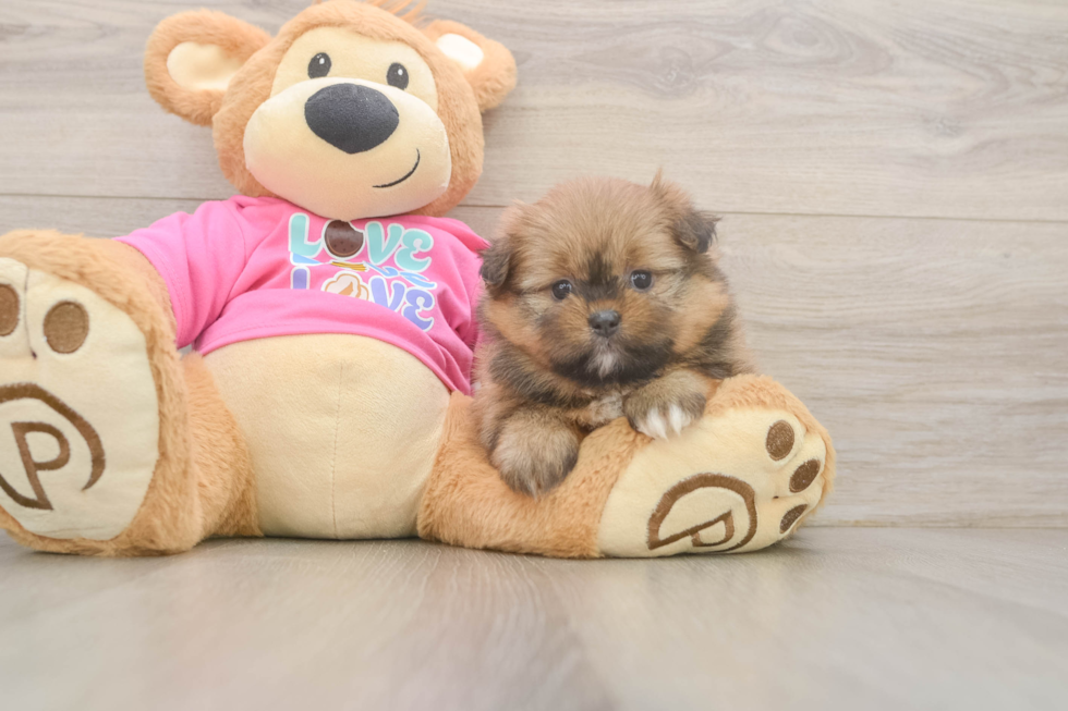 Shih Pom Puppy for Adoption
