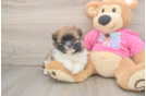 Sweet Shih Pom Baby