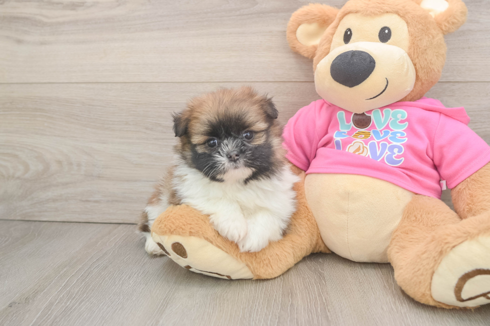 Sweet Shih Pom Baby