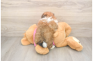 Shih Pom Pup Being Cute