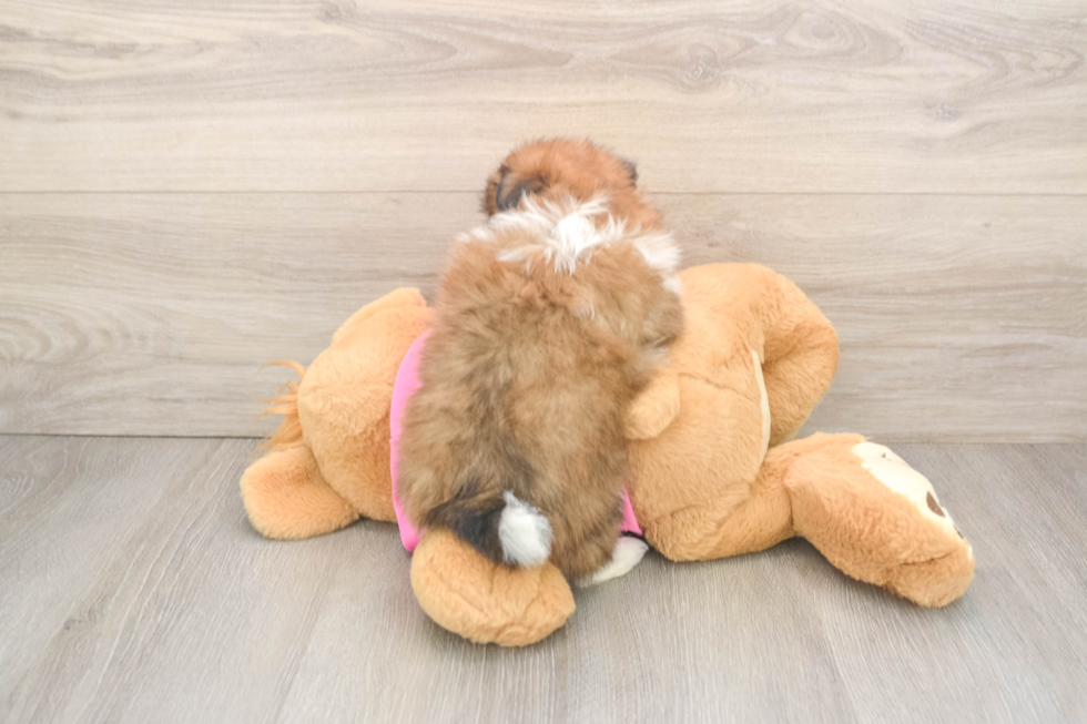 Shih Pom Pup Being Cute
