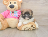 5 week old Shih Pom Puppy For Sale - Pilesgrove Pups