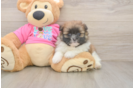 Shih Pom Pup Being Cute