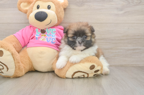 Shih Pom Pup Being Cute