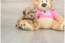 Adorable Pomatzu Designer Puppy