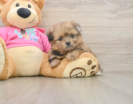 6 week old Shih Pom Puppy For Sale - Pilesgrove Pups