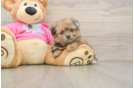 Sweet Shih Pom Baby