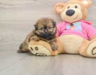 6 week old Shih Pom Puppy For Sale - Pilesgrove Pups