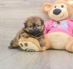 7 week old Shih Pom Puppy For Sale - Pilesgrove Pups