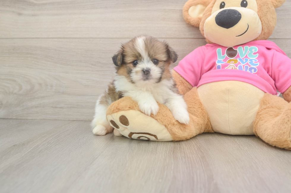 5 week old Shih Pom Puppy For Sale - Pilesgrove Pups