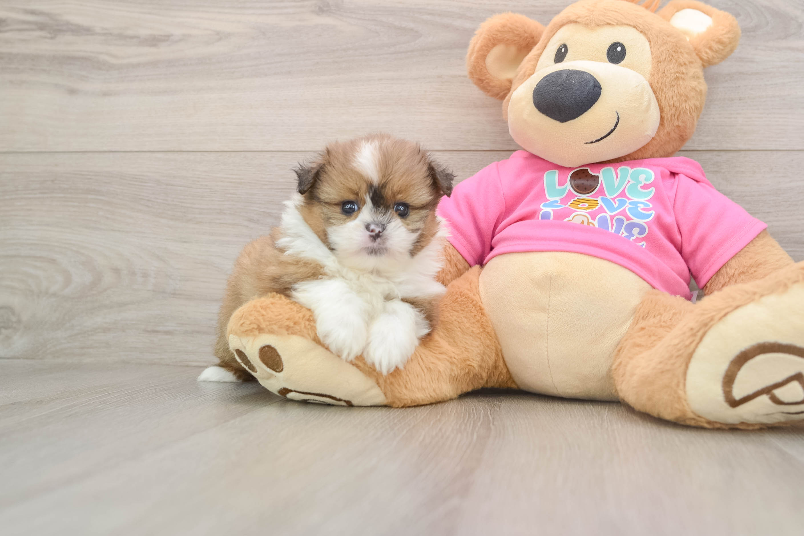 Best Shih Pom Baby