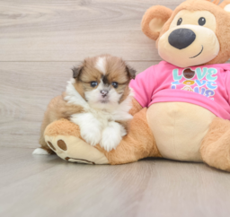 5 week old Shih Pom Puppy For Sale - Pilesgrove Pups
