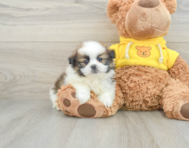 6 week old Shih Pom Puppy For Sale - Pilesgrove Pups