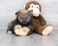 13 week old Shih Pom Puppy For Sale - Pilesgrove Pups