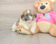 6 week old Shih Pom Puppy For Sale - Pilesgrove Pups