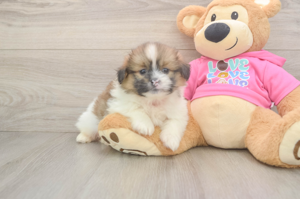 5 week old Shih Pom Puppy For Sale - Pilesgrove Pups