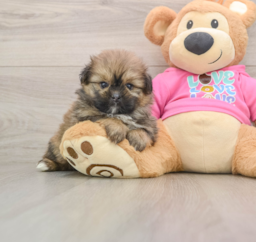 5 week old Shih Pom Puppy For Sale - Pilesgrove Pups