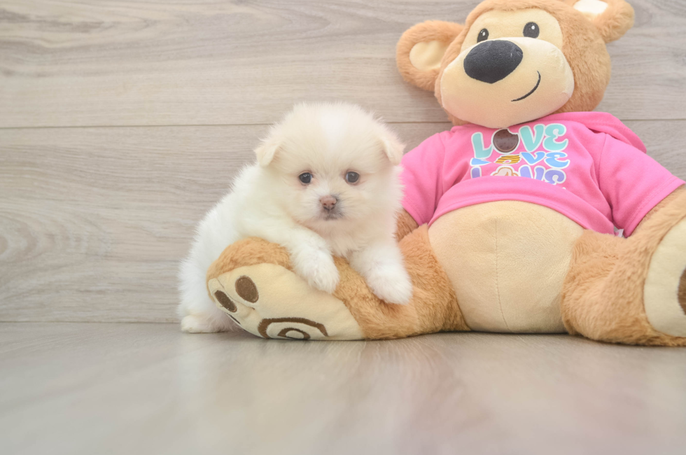 5 week old Shih Pom Puppy For Sale - Pilesgrove Pups