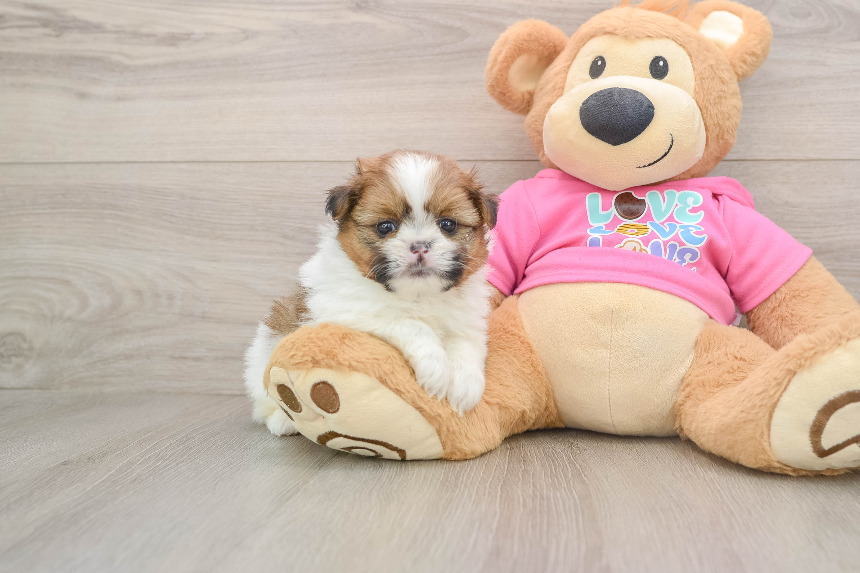 Cute Shih Pom Baby