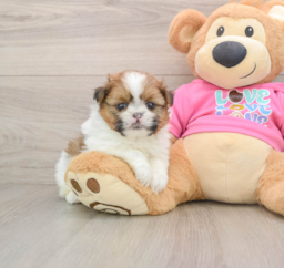 6 week old Shih Pom Puppy For Sale - Pilesgrove Pups