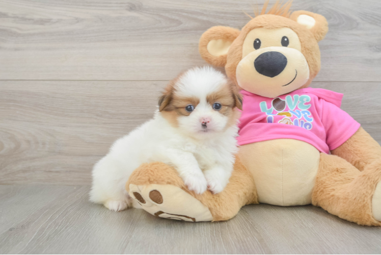 Adorable Pomshi Designer Puppy